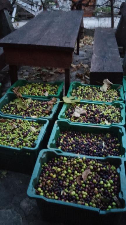 Country House Rusula Vrsine المظهر الخارجي الصورة