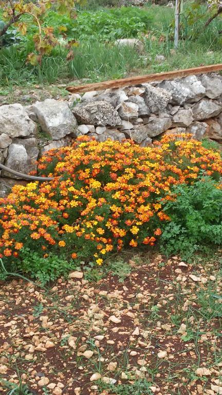 Country House Rusula Vrsine المظهر الخارجي الصورة